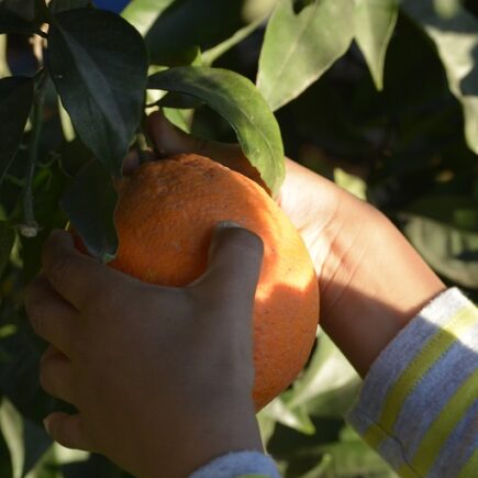 Sinaasappels plukken in privacy