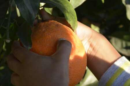 Sinaasappels plukken in privacy