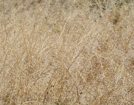 De droogte in Spanje, bomen, insecten, mieren