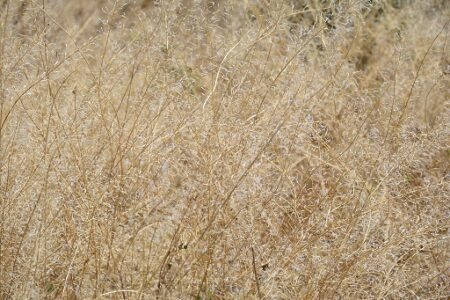 De droogte in Spanje, bomen, insecten, mieren