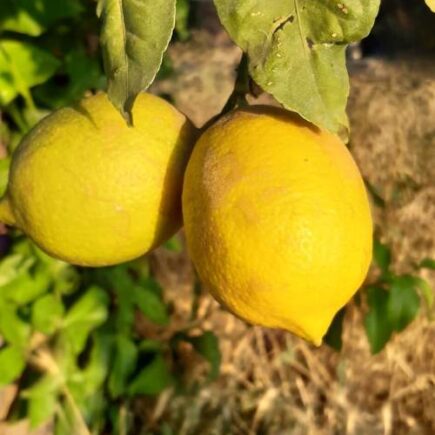 Onze citroenen zijn minder zuur wanneer je er limonade van maakt.