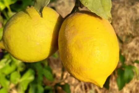 Onze citroenen zijn minder zuur wanneer je er limonade van maakt.