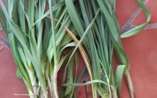 Lente-ui in Sevilla Spanje Bosui