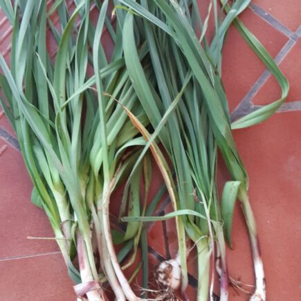 Lente-ui in Sevilla Spanje Bosui