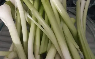 Bosui in Zuid-Spanje