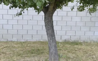 Perenboom, droog gras, dor gras eronder