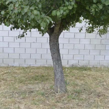 Perenboom, droog gras, dor gras eronder