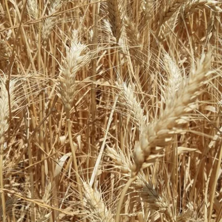 Hete Zomers in Sevilla zijn killing = 20 tips om te overleven